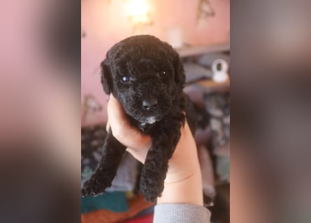 Toy und Zwergpudel Babys aus deutscher geprüfter Zucht