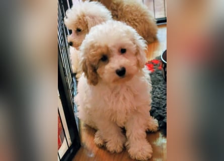 Toy und Zwergpudel Babys aus deutscher geprüfter Zucht
