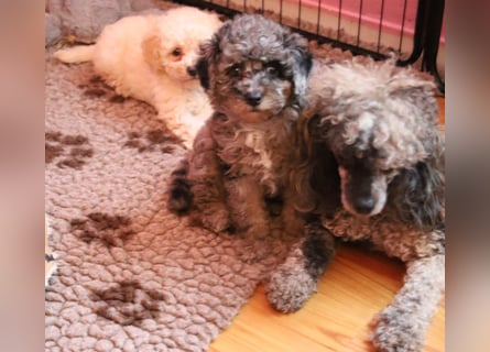 Toy und Zwergpudel Babys aus deutscher geprüfter Zucht