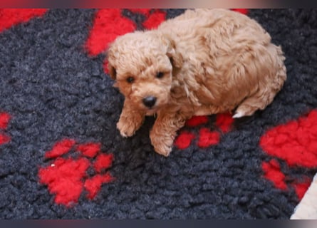 Toy und Zwergpudel Babys aus deutscher geprüfter Zucht