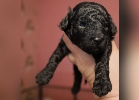 Toy und Zwergpudel Babys aus deutscher geprüfter Zucht