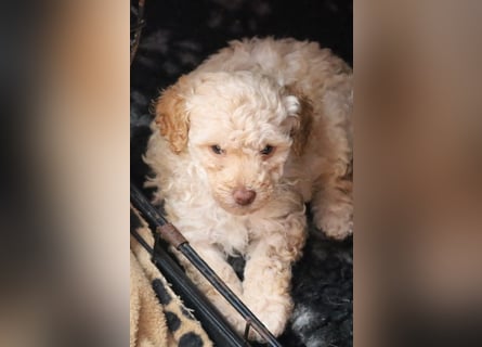 Toy und Zwergpudel Babys aus deutscher geprüfter Zucht