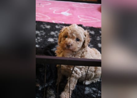 Toy und Zwergpudel Babys aus deutscher geprüfter Zucht