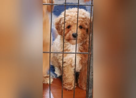 Toy und Zwergpudel Babys aus deutscher geprüfter Zucht