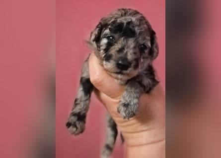 Toy und Zwergpudel Babys aus deutscher geprüfter Zucht