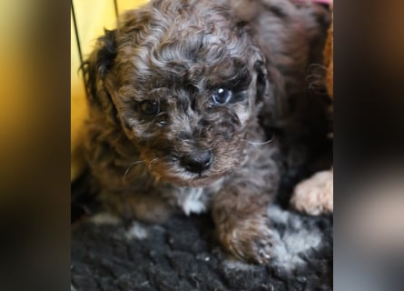 Toy und Zwergpudel Babys aus deutscher geprüfter Zucht