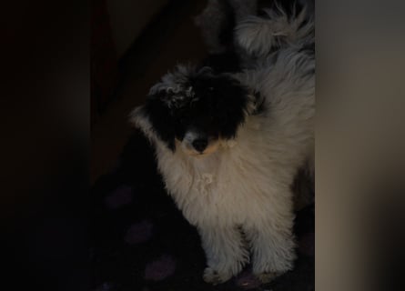 Toy und Zwergpudel Babys aus deutscher geprüfter Zucht