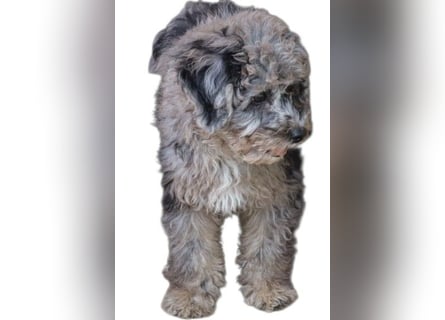 Toy und Zwergpudel Babys aus deutscher geprüfter Zucht