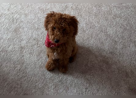 Süßer Toy-Pudel Rüde – 6 Monate alt – sucht liebevolles Zuhause