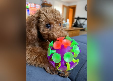 Süßer Toy-Pudel Rüde – 6 Monate alt