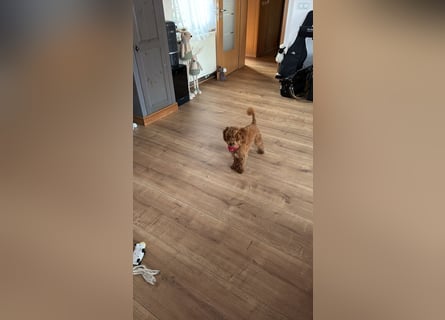 Süßer Toy-Pudel Rüde – 6 Monate alt – sucht liebevolles Zuhause