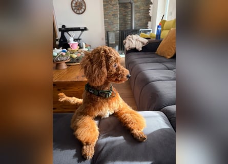 Süßer Toy-Pudel Rüde – 6 Monate alt – sucht liebevolles Zuhause