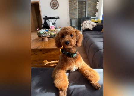 Süßer Toy-Pudel Rüde – 6 Monate alt