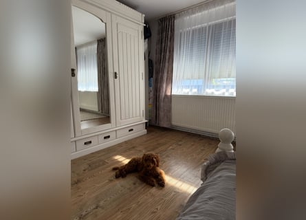 Süßer Toy-Pudel Rüde – 6 Monate alt