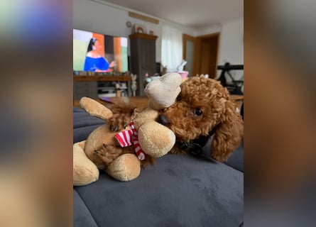 Süßer Toy-Pudel Rüde – 6 Monate alt