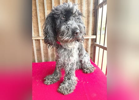 OZZY mit den traurigen Augen - 9 Jahre, 40cm/14kg - Puli-Mix