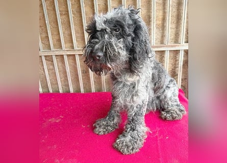 OZZY mit den traurigen Augen - 9 Jahre, 40cm/14kg - Puli-Mix
