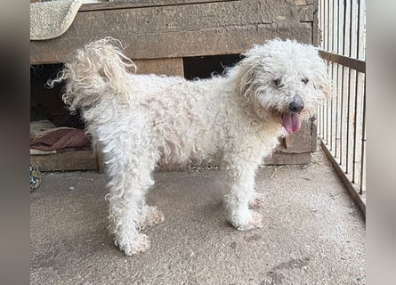 liebebedürftiger SAMU - 11 Jahre, 40cm/14kg - Puli-Mix