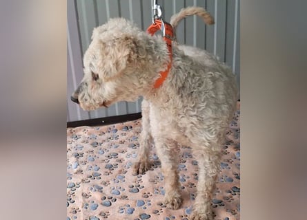 ❤️❤️❤️ RAFFYS letzte Chance - 12 Jahre, 40cm - Puli-Mischling