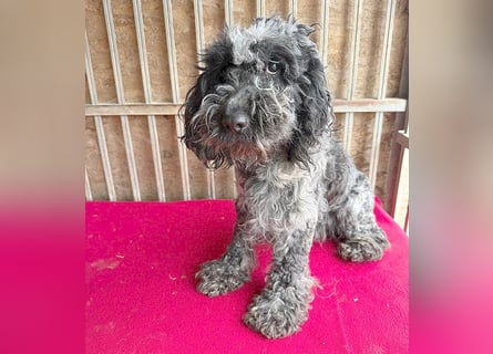 OZZY mit den traurigen Augen - 9 Jahre, 40cm/14kg - Puli-Mix