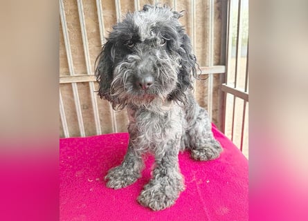 OZZY mit den traurigen Augen - 9 Jahre, 40cm/14kg - Puli-Mix