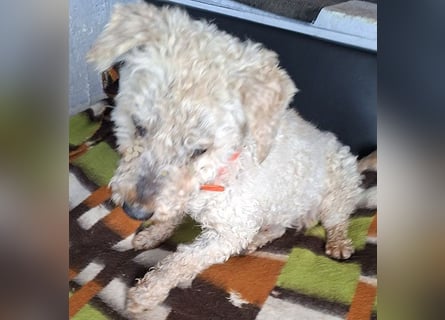 ❤️❤️❤️ RAFFYS letzte Chance - 12 Jahre, 40cm - Puli-Mischling