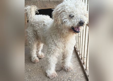 liebebedürftiger SAMU - 11 Jahre, 40cm/14kg - Puli-Mix