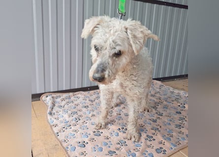 ❤️❤️❤️ RAFFYS letzte Chance - 12 Jahre, 40cm - Puli-Mischling