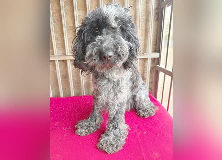 OZZY mit den traurigen Augen - 9 Jahre, 40cm/14kg - Puli-Mix