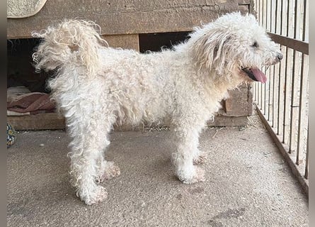 liebebedürftiger SAMU - 11 Jahre, 40cm/14kg - Puli-Mix