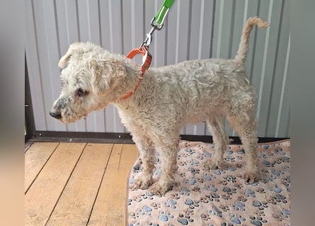 ❤️❤️❤️ RAFFYS letzte Chance - 12 Jahre, 40cm - Puli-Mischling
