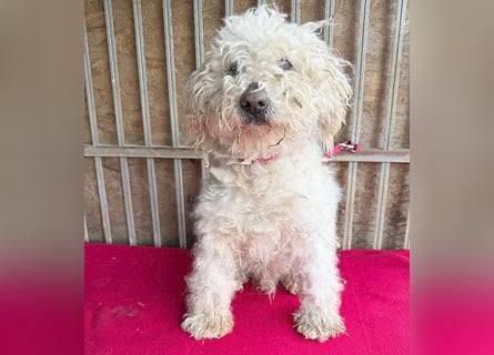liebebedürftiger SAMU - 11 Jahre, 40cm/14kg - Puli-Mix