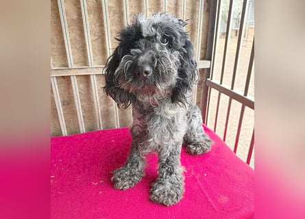 OZZY mit den traurigen Augen - 9 Jahre, 40cm/14kg - Puli-Mix