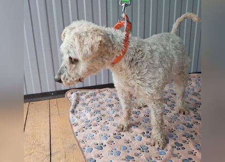 ❤️❤️❤️ RAFFYS letzte Chance - 12 Jahre, 40cm - Puli-Mischling