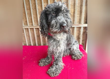OZZY mit den traurigen Augen - 9 Jahre, 40cm/14kg - Puli-Mix