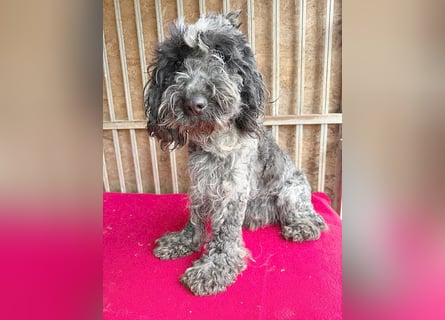 OZZY mit den traurigen Augen - 9 Jahre, 40cm/14kg - Puli-Mix