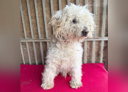 liebebedürftiger SAMU - 11 Jahre, 40cm/14kg - Puli-Mix