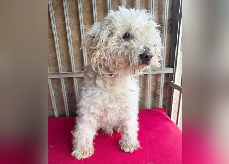 liebebedürftiger SAMU - 11 Jahre, 40cm/14kg - Puli-Mix