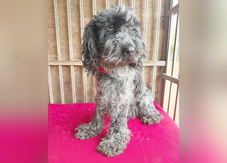 OZZY mit den traurigen Augen - 9 Jahre, 40cm/14kg - Puli-Mix