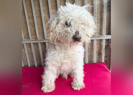 liebebedürftiger SAMU - 11 Jahre, 40cm/14kg - Puli-Mix