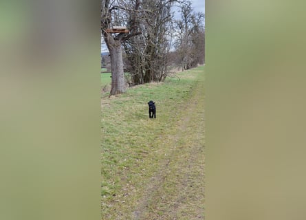 Puli, Puli-Mix für Agility und Sport