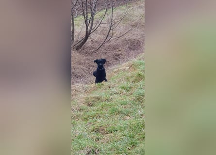 Puli, Puli-Mix für Agility und Sport