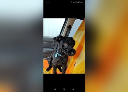 Puli, Puli-Mix für Agility und Sport