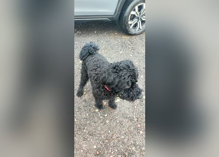 Puli, Puli-Mix für Agility und Sport