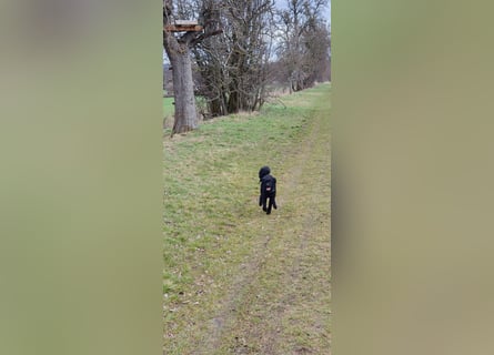 Puli, Puli-Mix für Agility und Sport