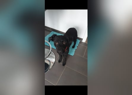 Puli, Puli-Mix für Agility und Sport