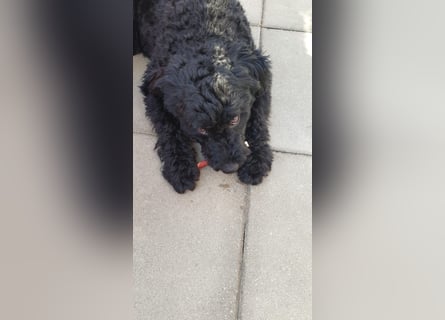 Puli, Puli-Mix für Agility und Sport