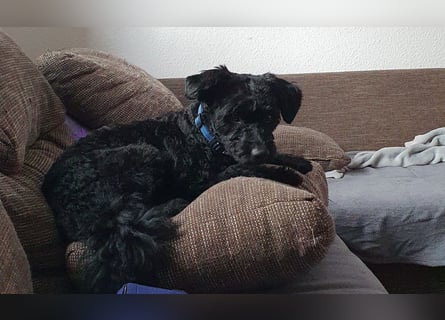 Puli, Puli-Mix für Agility und Sport