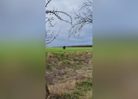 Puli, Puli-Mix für Agility und Sport