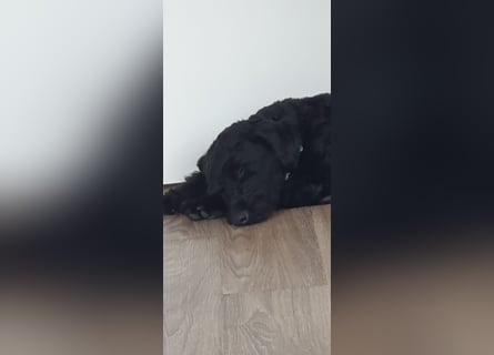 Puli, Puli-Mix für Agility und Sport